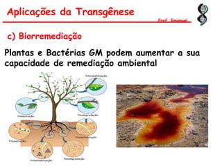 c) Biorremediação
Plantas e Bactérias GM podem aumentar a sua
capacidade de remediação ambiental
Aplicações da Transgênese
Prof. Emanuel
 