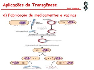 d) Fabricação de medicamentos e vacinas
Aplicações da Transgênese
Prof. Emanuel
 