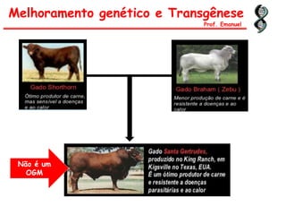 Melhoramento genético e Transgênese
Prof. Emanuel
Não é um
OGM
 