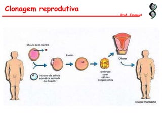 Clonagem reprodutiva
Prof. Emanuel
 