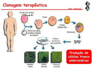 Clonagem terapêutica
Prof. Emanuel
Produção de
células tronco
embrionárias
 