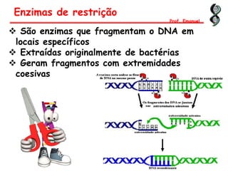 Enzimas de restrição
Prof. Emanuel
 São enzimas que fragmentam o DNA em
locais específicos
 Extraídas originalmente de bactérias
 Geram fragmentos com extremidades
coesivas
 