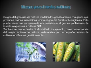 Surgen del gran uso de cultivos modificados genéticamente con genes que
producen toxinas insecticidas, como el gen del Bacillus thuringiensis. Esto
puede hacer que se desarrolle una resistencia al gen en poblaciones de
insectos expuestas a cultivos GM.
También se puede perder biodiversidad, por ejemplo, como consecuencia
del desplazamiento de cultivos tradicionales por un pequeño número de
cultivos modificados genéticamente.
 