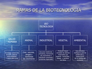 RAMAS DE LA BIOTECNOLOGIA BIO TECNOLOGIA SALUD HUMANA ANIMAL INDUSTRIAL VEGETAL AMBIENTAL Crea  vacunas,  drogas y hormonas de crecimiento Vacunas medicinas  (insulina), hormonas de crecimiento e interferón (enzimas), proteínas especiales Usa procesos biológicos para la  protección y  restauración de la calidad del  ambiente Produce mayor variedad de plantas  mejoradas que  superan  herbicidas,  plagas  y cambios  de clima Investiga sustancias  de ADN, detecta  enfermedades  Y desarrolla curas 