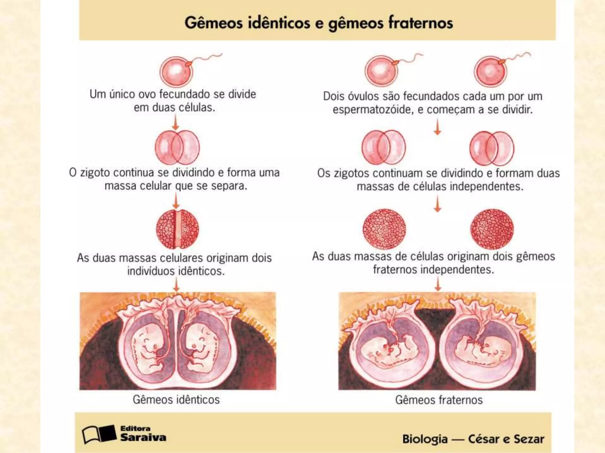 Biotecnologia Clonagem E C lulas Tronco PPTX Biotecnologia Clonagem E C lulas Tronco PPTX