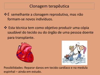Clonagem terapêutica
É semelhante a clonagem reprodutiva, mas não
formam-se novos indivíduos.
 Esta técnica tem como objetivo produzir uma cópia
saudável do tecido ou do órgão de uma pessoa doente
para transplante.
Possibilidades: Reparar danos em tecido cardíaco e na medula
espinhal – ainda em estudo.
 