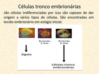 Células tronco embrionárias
são células indiferenciadas por isso são capazes de dar
origem a vários tipos de células. São encontradas em
tecido embrionário em estágio inicial.
 