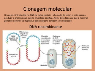 Clonagem molecular
Um gene é introduzido no DNA de outra espécie – chamado de vetor, e este passa a
produzir a proteína que o gene enxertado codifica. Além, disso toda vez que o material
genético do vetor se duplicar, o gene exógeno também será duplicado.
DNA recombinante
 