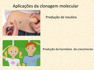 Aplicações da clonagem molecular
Produção do hormônio do crescimento
Produção de insulina
 