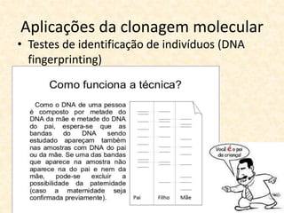 Aplicações da clonagem molecular
• Testes de identificação de indivíduos (DNA
fingerprinting)
 