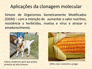 Aplicações da clonagem molecular
Síntese de Organismos Geneticamente Modificados
(OGM) – com a intenção de aumentar o valor nutritivo,
resistência a herbicidas, insetos e vírus e atrasar o
amadurecimento.
Cabras receberam gene que produz
proteína do leite humano Milho mais resistente a pragas
 
