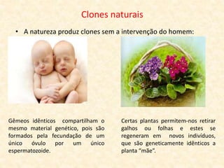 Clones naturais
• A natureza produz clones sem a intervenção do homem:
Certas plantas permitem-nos retirar
galhos ou folhas e estes se
regeneram em novos indivíduos,
que são geneticamente idênticos a
planta “mãe”.
Gêmeos idênticos compartilham o
mesmo material genético, pois são
formados pela fecundação de um
único óvulo por um único
espermatozoide.
 