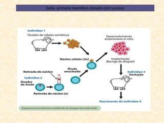 Dolly- primeiro mamífero clonado com sucesso
 