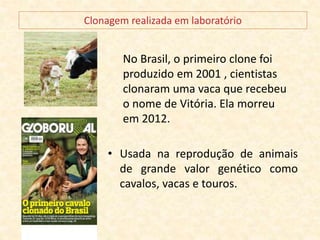 • Usada na reprodução de animais
de grande valor genético como
cavalos, vacas e touros.
No Brasil, o primeiro clone foi
produzido em 2001 , cientistas
clonaram uma vaca que recebeu
o nome de Vitória. Ela morreu
em 2012.
 