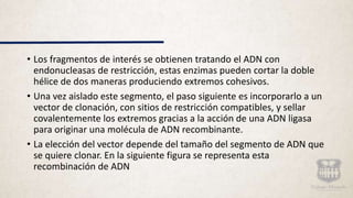 • Los fragmentos de interés se obtienen tratando el ADN con
endonucleasas de restricción, estas enzimas pueden cortar la doble
hélice de dos maneras produciendo extremos cohesivos.
• Una vez aislado este segmento, el paso siguiente es incorporarlo a un
vector de clonación, con sitios de restricción compatibles, y sellar
covalentemente los extremos gracias a la acción de una ADN ligasa
para originar una molécula de ADN recombinante.
• La elección del vector depende del tamaño del segmento de ADN que
se quiere clonar. En la siguiente figura se representa esta
recombinación de ADN
 