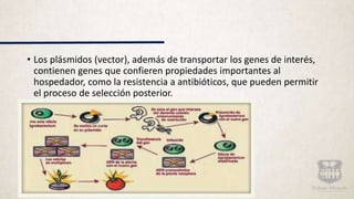 • Los plásmidos (vector), además de transportar los genes de interés,
contienen genes que confieren propiedades importantes al
hospedador, como la resistencia a antibióticos, que pueden permitir
el proceso de selección posterior.
 