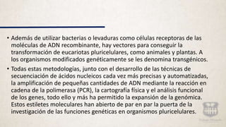 • Además de utilizar bacterias o levaduras como células receptoras de las
moléculas de ADN recombinante, hay vectores para conseguir la
transformación de eucariotas pluricelulares, como animales y plantas. A
los organismos modificados genéticamente se les denomina transgénicos.
• Todas estas metodologías, junto con el desarrollo de las técnicas de
secuenciación de ácidos nucleicos cada vez más precisas y automatizadas,
la amplificación de pequeñas cantidades de ADN mediante la reacción en
cadena de la polimerasa (PCR), la cartografía física y el análisis funcional
de los genes, todo ello y más ha permitido la expansión de la genómica.
Estos estiletes moleculares han abierto de par en par la puerta de la
investigación de las funciones genéticas en organismos pluricelulares.
 