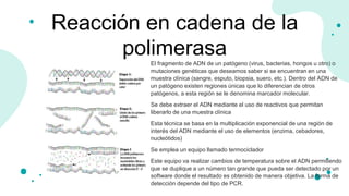 El fragmento de ADN de un patógeno (virus, bacterias, hongos u otro) o
mutaciones genéticas que deseamos saber si se encuentran en una
muestra clínica (sangre, esputo, biopsia, suero, etc.). Dentro del ADN de
un patógeno existen regiones únicas que lo diferencian de otros
patógenos, a esta región se le denomina marcador molecular.
Se debe extraer el ADN mediante el uso de reactivos que permitan
liberarlo de una muestra clínica
Esta técnica se basa en la multiplicación exponencial de una región de
interés del ADN mediante el uso de elementos (enzima, cebadores,
nucleótidos)
Se emplea un equipo llamado termociclador
Este equipo va realizar cambios de temperatura sobre el ADN permitiendo
que se duplique a un número tan grande que pueda ser detectado por un
software donde el resultado es obtenido de manera objetiva. La forma de
detección depende del tipo de PCR.
Reacción en cadena de la
polimerasa
 