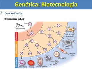 2) Células-Tronco
Diferenciação Celular
Genética: Biotecnologia
 