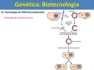 3) Tecnologia do DNA Recombinante
Produção de insulina humana
Genética: Biotecnologia
 