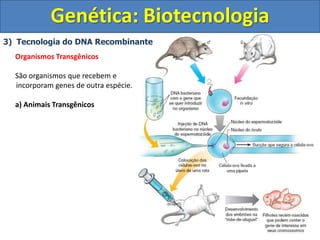 3) Tecnologia do DNA Recombinante
Organismos Transgênicos
São organismos que recebem e
incorporam genes de outra espécie.
a) Animais Transgênicos
Genética: Biotecnologia
 
