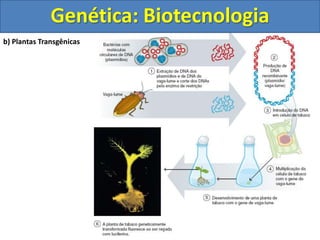 b) Plantas Transgênicas
Genética: Biotecnologia
 