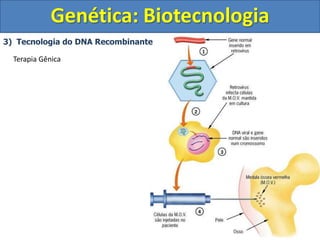 3) Tecnologia do DNA Recombinante
Genética: Biotecnologia
Terapia Gênica
 