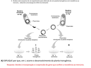 A) EXPLIQUE por que, em I, ocorre o desenvolvimento da planta transgênica.
Resposta: Devido à incorporação e à expressão do gene que confere a resistência ao mercúrio.
 