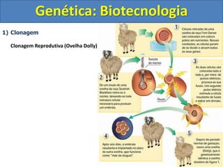 1) Clonagem
Clonagem Reprodutiva (Ovelha Dolly)
Genética: Biotecnologia
 