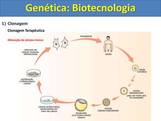 1) Clonagem
Clonagem Terapêutica
Obtenção de células-tronco
Genética: Biotecnologia
 