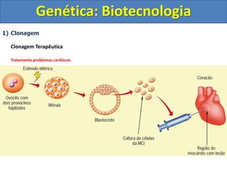 1) Clonagem
Clonagem Terapêutica
Tratamento problemas cardíacos
Genética: Biotecnologia
 