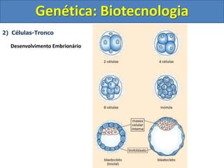 2) Células-Tronco
Desenvolvimento Embrionário
Genética: Biotecnologia
 
