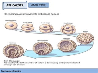 APLICAÇÕES Células-Tronco
Prof. James Martins
Relembrando o desenvolvimento embrionário humano
 
