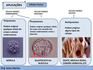 APLICAÇÕES Células-Tronco
Totipotentes
Podem originar
qualquer célula do
corpo e anexos
embrionários
Pluripotentes
Podem originar qualquer célula
do corpo com exceção dos
anexos embrionários como a
placenta
Multipotentes
Podem originar
alguns tipos de
células
MÓRULA BLASTOCISTO OU
BLÁSTULA
DENTE, MEDULA ÓSSEA,
CORDÃO UMBILICAL,ETC
Prof. James Martins
CÉLULAS-TRONCO
EMBRIONÁRIAS
CÉLULAS-TRONCO
ADULTAS
CÉLULAS-TRONCO
INDUZIDAS
 