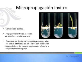 Micropropagación invitro


• Clonación de plantas.

• Propagación invitro de especies
  de interés comercial u ornato.

•    Regeneración de plantas completas y obtener miles
    de copias idénticas de un árbol con excelentes
    características, de manera controlada, eficiente y
    ocupando menos espacio.


                                                         Fuente:Aitanaforestal,2012.
 
