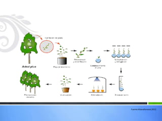 Fuente:Aitanaforestal,2012.
 