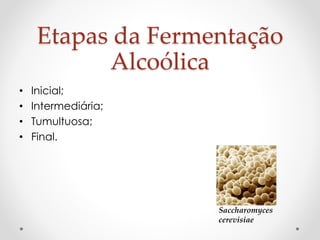 Etapas da Fermentação 
Alcoólica 
• Inicial; 
• Intermediária; 
• Tumultuosa; 
• Final. 
Saccharomyces 
cerevisiae 
 