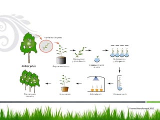 Fuente:Aitanaforestal,2012.
 