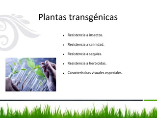 Plantas transgénicas
● Resistencia a insectos.
● Resistencia a salinidad.
● Resistencia a sequias.
● Resistencia a herbicidas.
● Características visuales especiales.
 