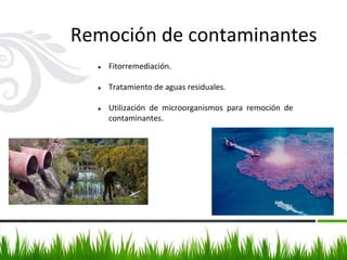 Remoción de contaminantes
● Fitorremediación.
● Tratamiento de aguas residuales.
● Utilización de microorganismos para remoción de
contaminantes.
 