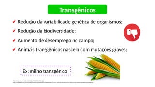 ✔ Redução da variabilidade genética de organismos;
✔ Redução da biodiversidade;
✔ Aumento de desemprego no campo;
✔ Animais transgênicos nascem com mutações graves;
https://revistanews.com.br/wp-content/uploads/2018/02/milho-1.jpg
https://4.bp.blogspot.com/-oRCna1vqiSg/Xb3teAlzNEI/AAAAAAAAHpQ/jYEuKpXpwewBsCY5r3amU_K8OXU9kR_jgCNcBGAsYHQ/s1600/carro-por-assinatura-vantagens-desvantagens.jpg
Ex: milho transgênico
Transgênicos
 