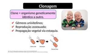✔ Gêmeos univitelinos;
✔ Reprodução assexuada;
✔ Propagação vegetal via estaquia.
https://img.r7.com/images/reproducao-assexuada-quais-os-tipos-e-como-funciona-23012020085134098
https://s2.glbimg.com/VX8cd06JyKicDrpWTsRs5I8VRdw=/620x480/e.glbimg.com/og/ed/f/original/2017/11/24/thinkstockphotos-636261900.jpg
Clonagem
Clone = organismo geneticamente
idêntico a outro.
 