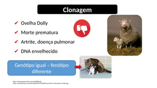 Genótipo igual – fenótipo
diferente
✔ Ovelha Dolly
✔ Morte prematura
✔ Artrite, doença pulmonar
✔ DNA envelhecido
Clonagem
https://www.grupoescolar.com/a/b/E8400.jpg
https://cdn.britannica.com/48/158248-050-351A0D64/cat-Allie-CC-December-22-2001.jpg
 