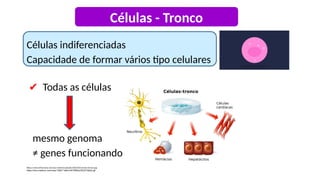 ✔ Todas as células
https://www.infoescola.com/wp-content/uploads/2016/03/celulas-tronco.jpg
https://miro.medium.com/max/1300/1*lqNvVxK7Ri6AcGR2X192eQ.gif
mesmo genoma
≠ genes funcionando
Células - Tronco
Células indiferenciadas
Capacidade de formar vários tipo celulares
 