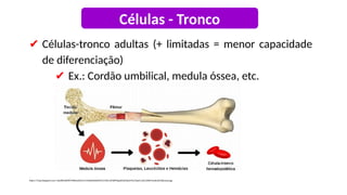 ✔ Células-tronco adultas (+ limitadas = menor capacidade
de diferenciação)
✔ Ex.: Cordão umbilical, medula óssea, etc.
https://4.bp.blogspot.com/-ukz6EfoQNWY/WRyw2DmG-EI/AAAAAAAAM2I/J33SrcrB7j8TMgx6OdZ3sj2IrFIL2TyjwCLcB/s1600/medula%2Bossea.jpg
Células - Tronco
 