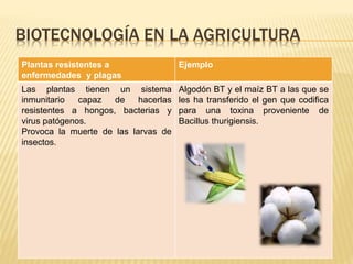 Plantas resistentes a
enfermedades y plagas
Ejemplo
Las plantas tienen un sistema
inmunitario capaz de hacerlas
resistentes a hongos, bacterias y
virus patógenos.
Provoca la muerte de las larvas de
insectos.
Algodón BT y el maíz BT a las que se
les ha transferido el gen que codifica
para una toxina proveniente de
Bacillus thurigiensis.
BIOTECNOLOGÍA EN LA AGRICULTURA
 