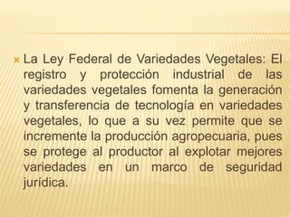  La Ley Federal de Variedades Vegetales: El
registro y protección industrial de las
variedades vegetales fomenta la generación
y transferencia de tecnología en variedades
vegetales, lo que a su vez permite que se
incremente la producción agropecuaria, pues
se protege al productor al explotar mejores
variedades en un marco de seguridad
jurídica.
 