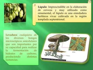 Lúpulo: Imprescindible en la elaboración
de cerveza y muy utilizado como
ornamental, el lúpulo es una enredadera
herbácea vivaz cultivada en la región
templada septentrional.
Levadura: cualquiera de
los diversos hongos
microscópicos unicelulares
que son importantes por
su capacidad para realizar
la fermentación de
hidratos de carbono,
produciendo distintas
sustancias.
 