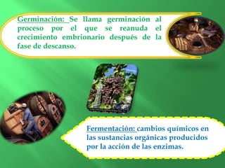 Germinación: Se llama germinación al
proceso por el que se reanuda el
crecimiento embrionario después de la
fase de descanso.
Fermentación: cambios químicos en
las sustancias orgánicas producidos
por la acción de las enzimas.
 