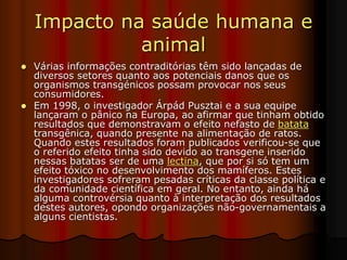 Impacto na saúde humana e
animal
 Várias informações contraditórias têm sido lançadas de
diversos setores quanto aos potenciais danos que os
organismos transgénicos possam provocar nos seus
consumidores.
 Em 1998, o investigador Árpád Pusztai e a sua equipe
lançaram o pânico na Europa, ao afirmar que tinham obtido
resultados que demonstravam o efeito nefasto de batata
transgênica, quando presente na alimentação de ratos.
Quando estes resultados foram publicados verificou-se que
o referido efeito tinha sido devido ao transgene inserido
nessas batatas ser de uma lectina, que por si só tem um
efeito tóxico no desenvolvimento dos mamíferos. Estes
investigadores sofreram pesadas críticas da classe política e
da comunidade científica em geral. No entanto, ainda há
alguma controvérsia quanto à interpretação dos resultados
destes autores, opondo organizações não-governamentais a
alguns cientistas.
 